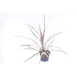 Cordyline overig