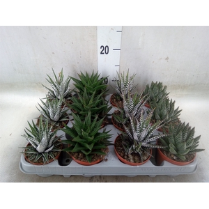 Haworthia   ...mix