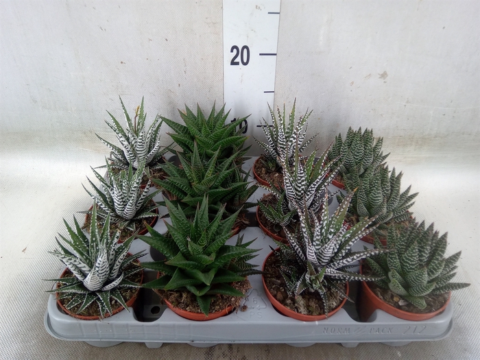 <h4>Haworthia   ...mix</h4>