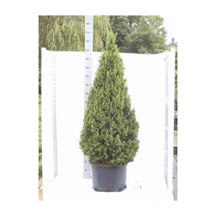 <h4>Picea gl. Conica</h4>