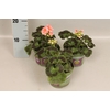 Pelargonium zonale Lenja light Salmon