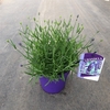 Lavandula angustifolia 'Essence Purple'