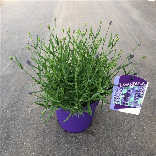 Lavandula angustifolia 'Essence Purple'