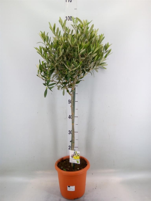 <h4>Olea europaea</h4>