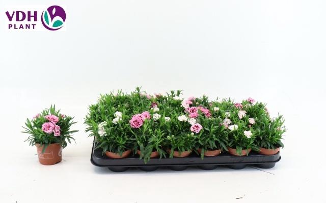 <h4>DIAN OSC GEM</h4>