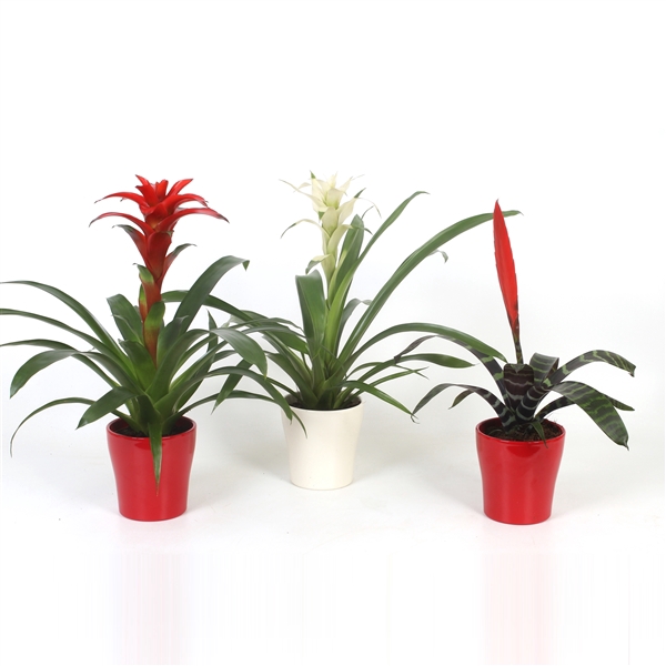 <h4>Bromelia Original mix in rood-wit keramiek</h4>