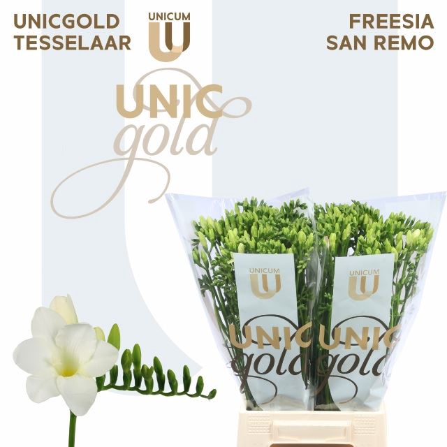 <h4>Freesia enk San Remo</h4>
