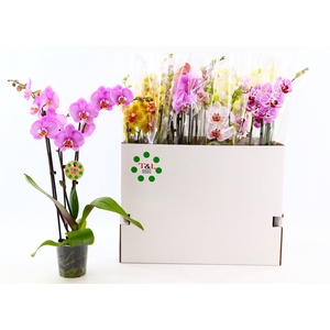 PHAL GEM 7 KL