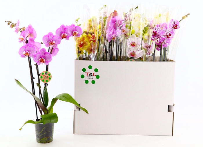 <h4>PHAL GEM 7 KL</h4>