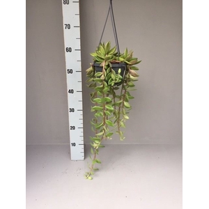 Senecio   ...