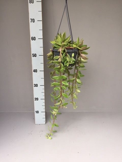 <h4>Senecio   ...</h4>