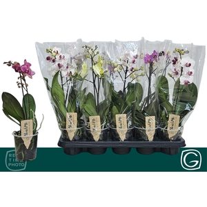 PHAL MF GEM 4 KL