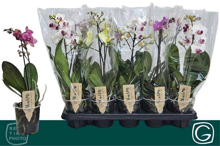 <h4>PHAL MF GEM 4 KL</h4>
