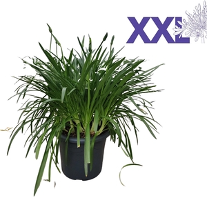 Agapanthus wit pot 40 doorbl. grootbl. XXl knop in gewas