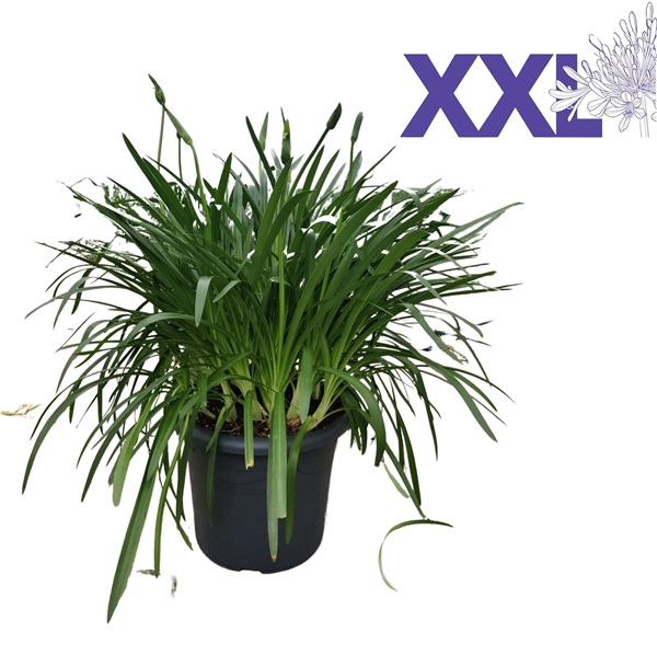 <h4>Agapanthus wit pot 40 doorbl. grootbl. XXl knop in gewas</h4>