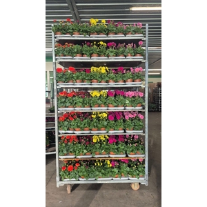 DAHLIA MIXK 5 KL