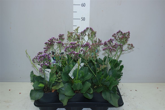 <h4>Limonium Salt Lake</h4>
