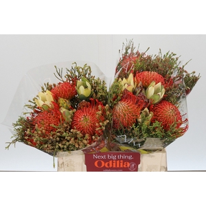 BQ Nutans 3 Flower