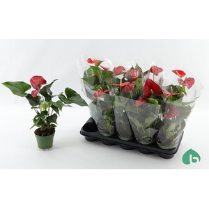 ANTHU AN ROYAL CHAMP