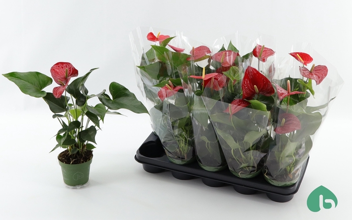 <h4>ANTHU AN ROYAL CHAMP</h4>