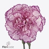 Dianthus st boheme