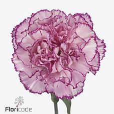 Dianthus st boheme