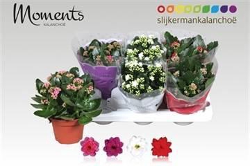 <h4>KAL GE GEM 4 KL</h4>