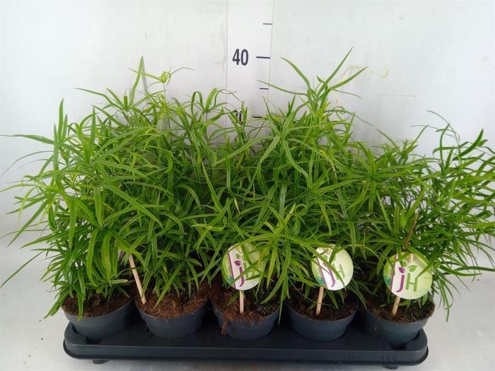 <h4>Asparagus falcatus</h4>