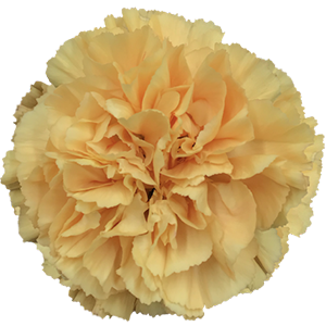 <h4>DIAN.ST. Caroline Gold</h4>