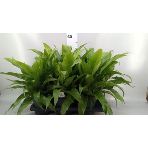 Asplenium antiquum