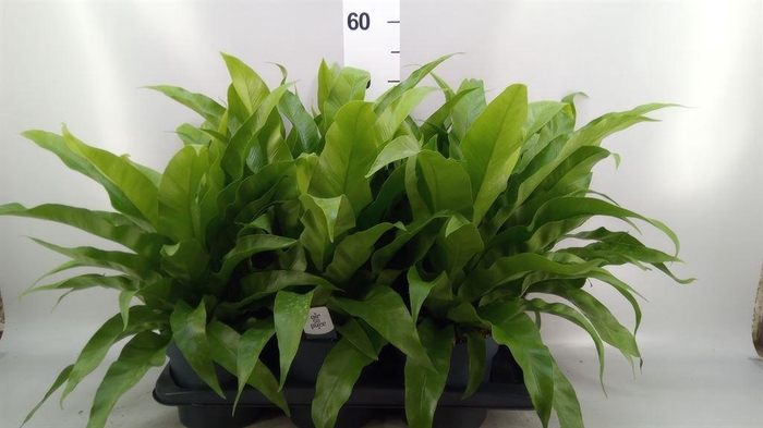 <h4>Asplenium antiquum</h4>