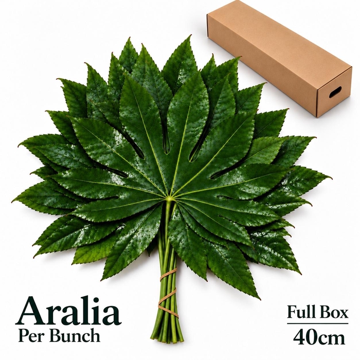 <h4>FATSIA JAPONICA BS</h4>