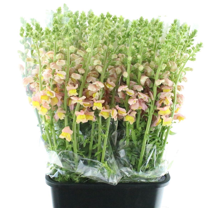 <h4>Antir Op Light Orange</h4>