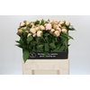 Paeonia Festiva Maxima