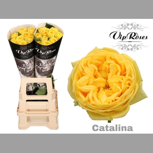 R GR CATALINA x20