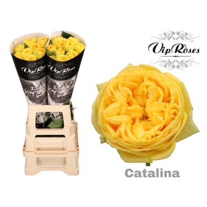 R GR CATALINA x20