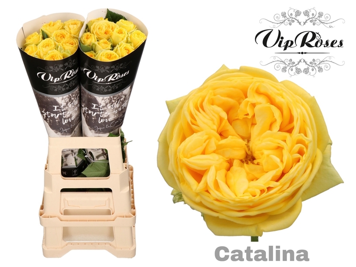 <h4>R GR CATALINA x20</h4>