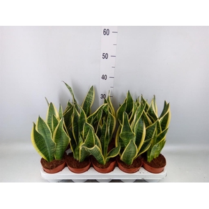 Sansevieria trifa. 'Futura Superba'