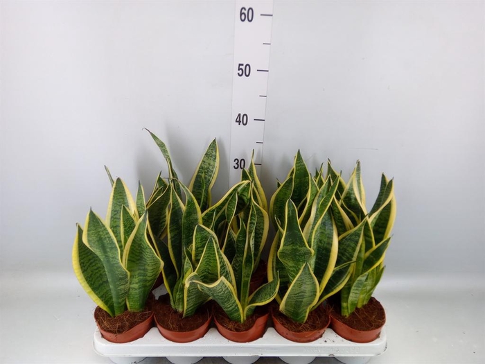 <h4>Sansevieria trifa. 'Futura Superba'</h4>
