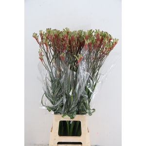 Anigozanthos Judith