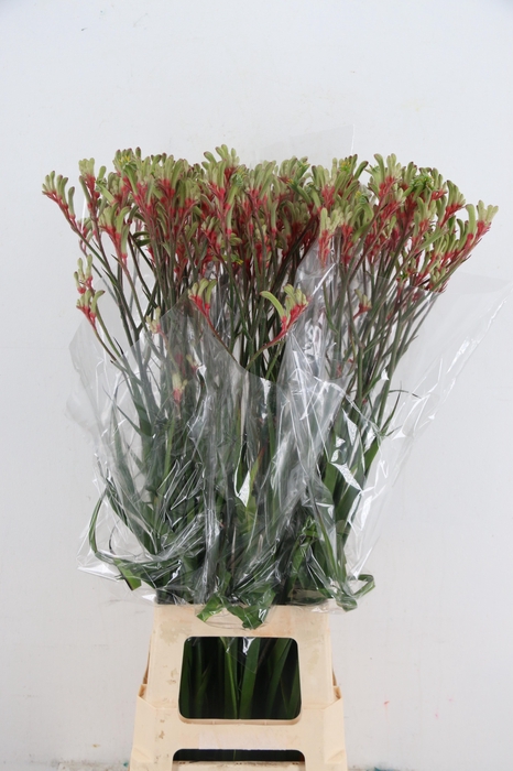 <h4>ANIGOZ JUDITH GREEN/RED 090CM</h4>