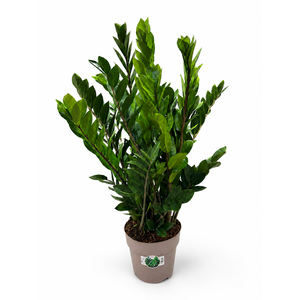 Zamioculcas P23 90cm 12+ veren
