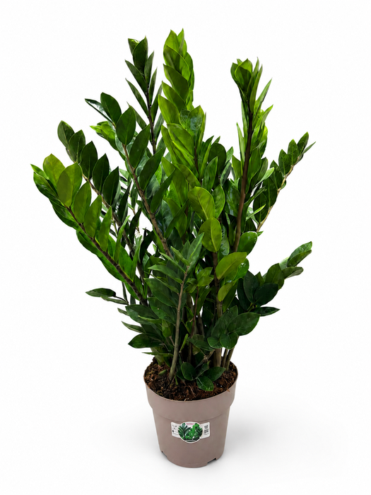 <h4>Zamioculcas P23 90cm 12+ veren</h4>