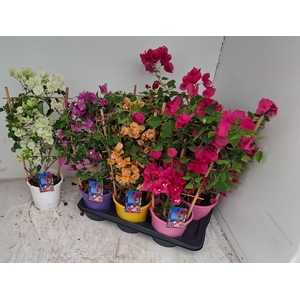 BOUGAINV DANIA