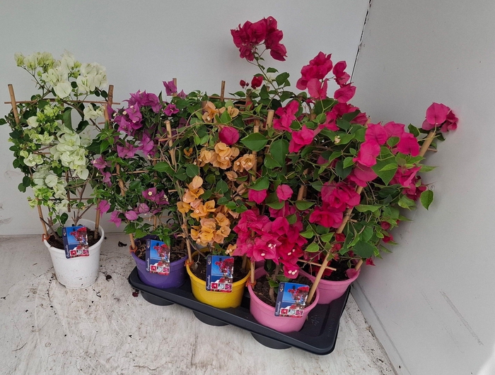 <h4>BOUGAINV DANIA</h4>