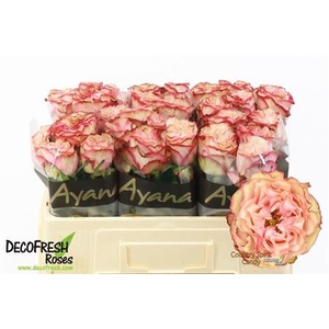 Rosa a grande fleur Country Spirit Candy