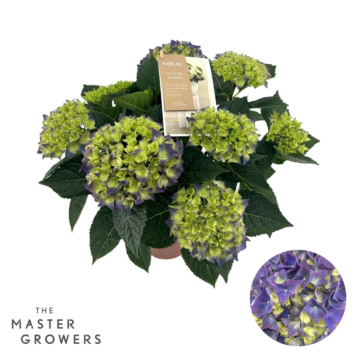 <h4>Hydrangea Hi Everlast blue 7 + Flowers</h4>