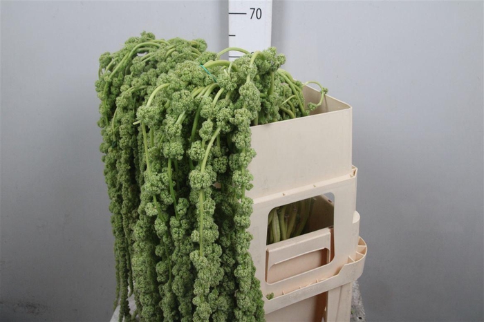 <h4>Amar Ca Cycloop</h4>