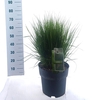 Molinia caerulea Heidebraut