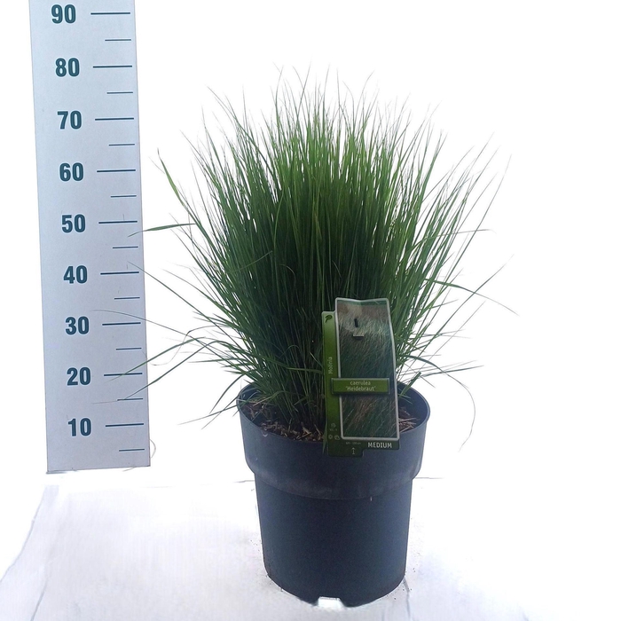 Molinia caerulea Heidebraut